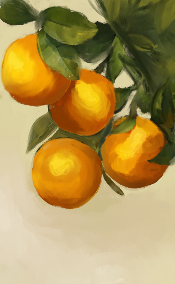 Pictured are four oranges digitally painted from a picture study in a gouache style